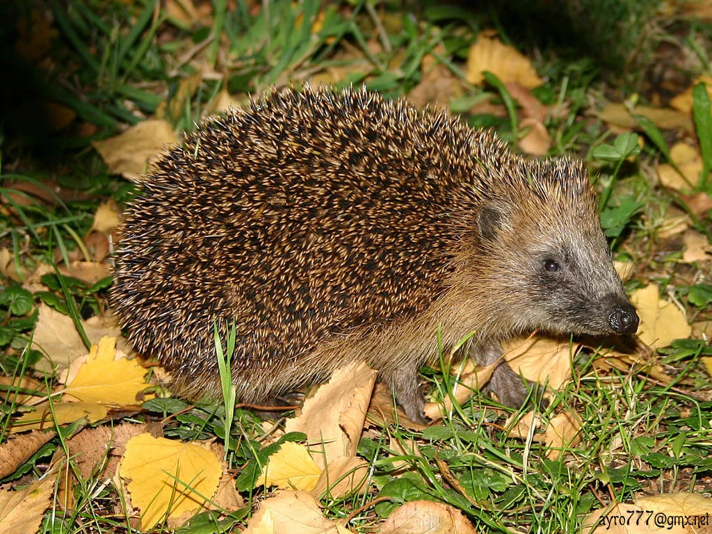 hedgehog_1.webp