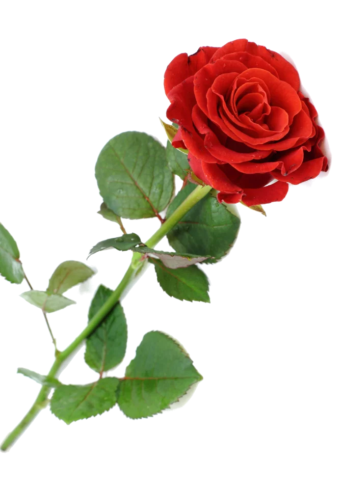 hee5cd.webp