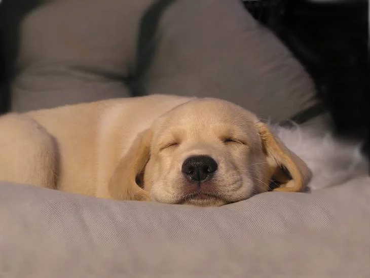 Help-Dog-Sleep-3.webp