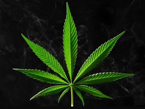 hemp.webp