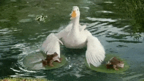 hfag9e.gif