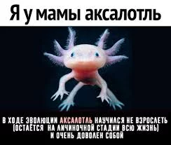 hfbgf3.webp