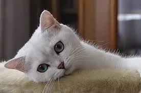 hff0he.webp