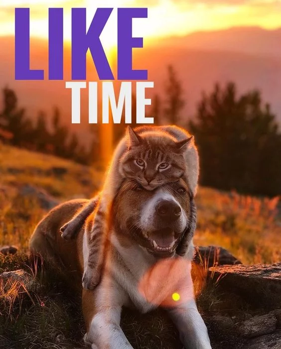 hffe1h.webp