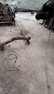 hfhaf8.gif