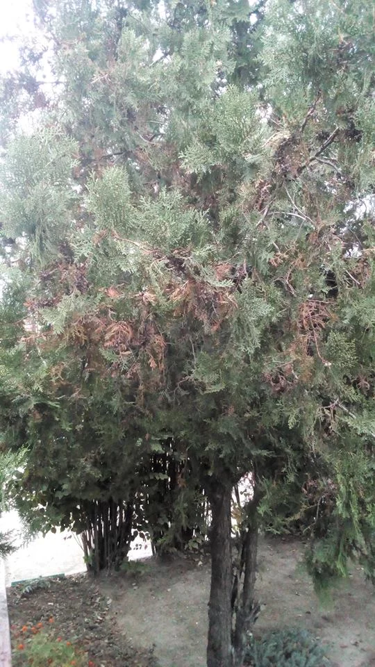 hfjjj1.webp