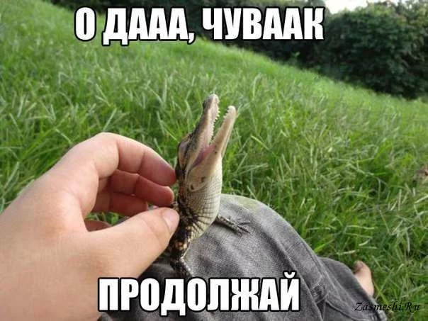 hgbef8.webp