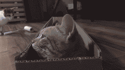 hgejg3.gif