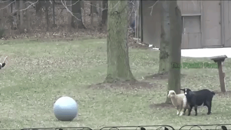 hh8hed.gif