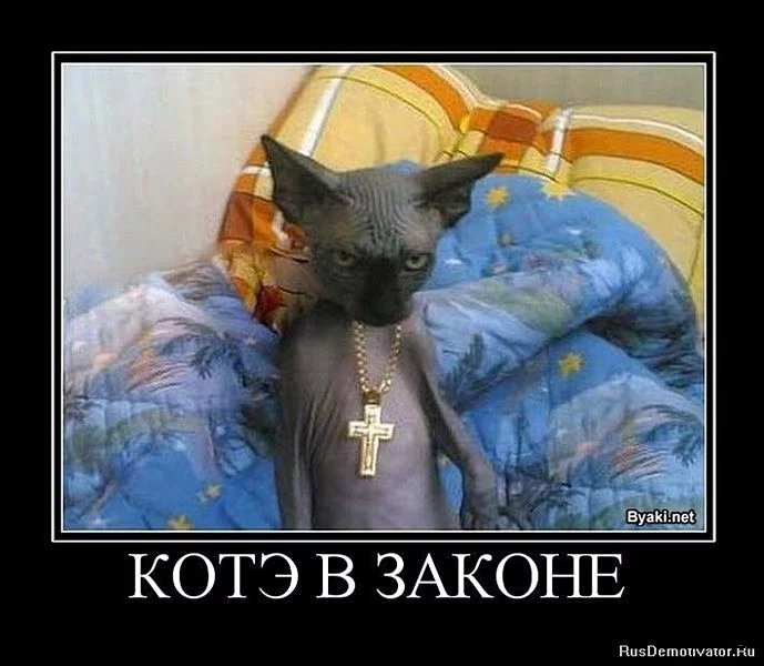 hhaba2.webp