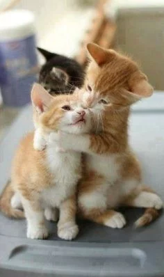 hhcd0j.webp
