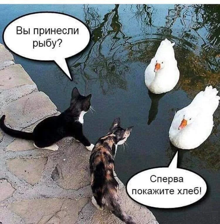 hhcgf3.webp