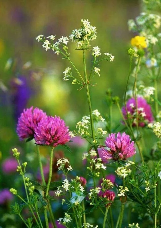 hhdcg9.webp