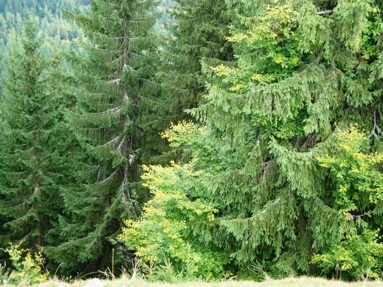 hhgj8h.webp
