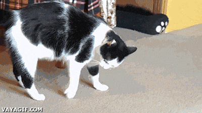 hhj1hd.gif