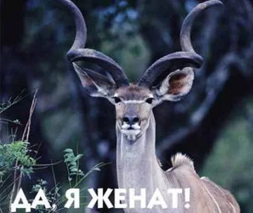 hhjh8e.webp