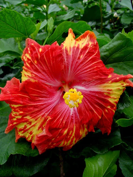 Hibi_Helen_Sanders.webp