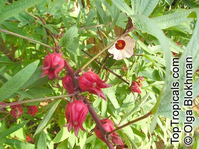 Hibiscus_sabdariffa107033OlgaB.webp