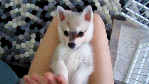 high-five-dog.gif