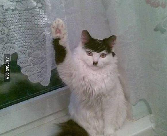 hitler-cat.jpg