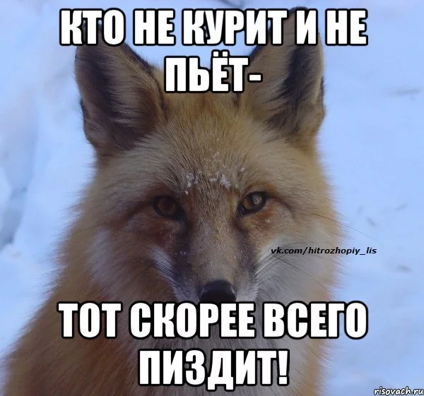 hitrozhopyy-lis_41613027_orig_.webp
