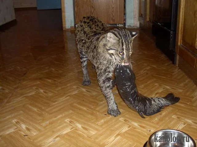 hj5ggf.webp