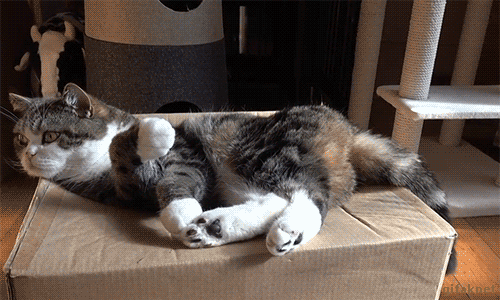 hj9aed.gif