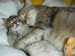 hjcag0.webp