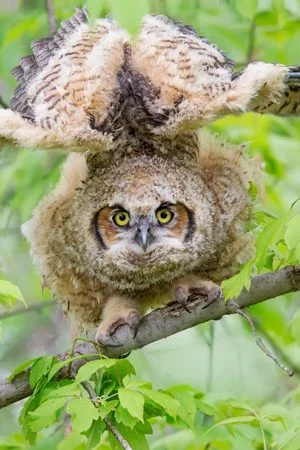 hjjeb3.webp