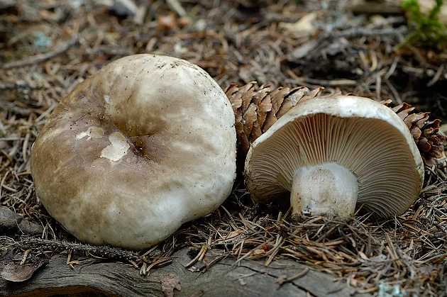 hjornyjj-syroezhka-chjornaya-russula-adusta-ll3lf5.webp