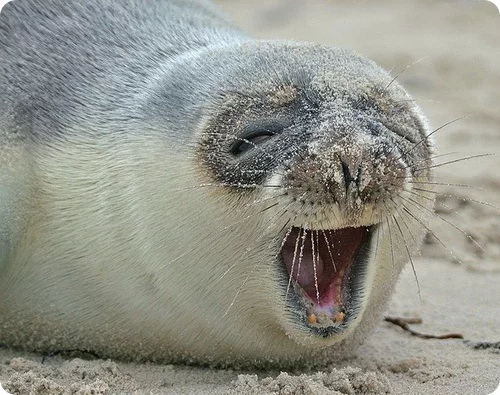 hoodedseal41.webp