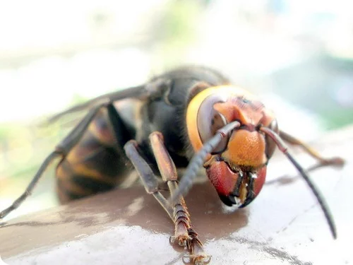 hornet1.webp
