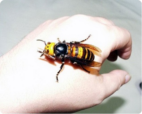 hornet3.jpg