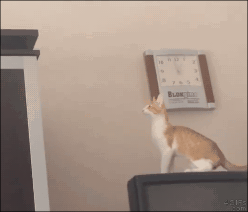 hornoxe.com_gifdump141_29.gif