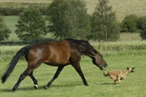 horse_dog.webp