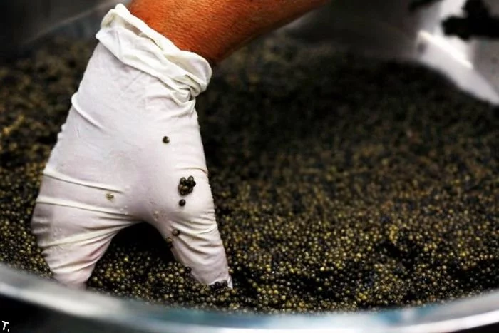 how_black_caviar_is_made_14.webp
