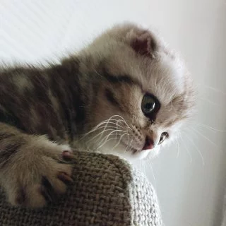 HRcTJdeJ5lQ.webp