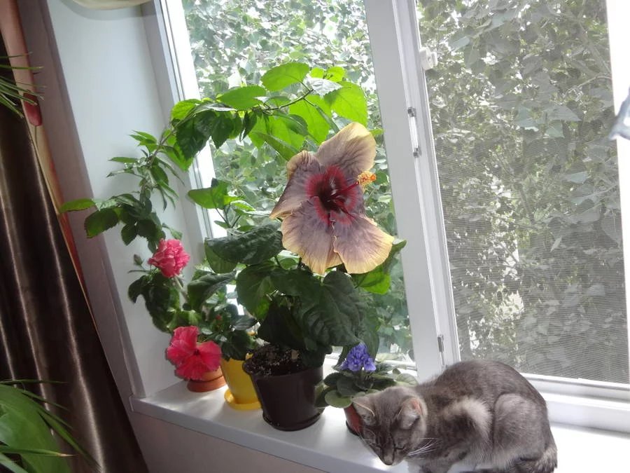 hSqbz.webp