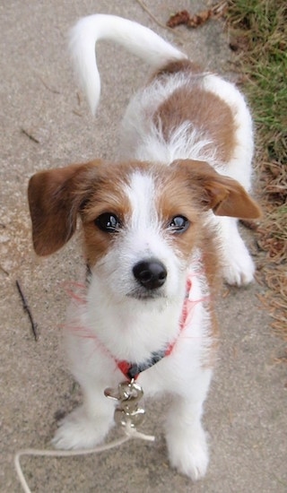 huahuaDachshundHybridDogsWirehairedSassy6MonthsOld.jpg