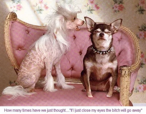 Humor,animals_1.webp