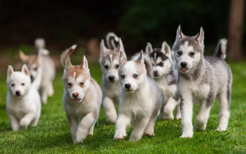 Husky-Puppies-Lead-Shot.webp