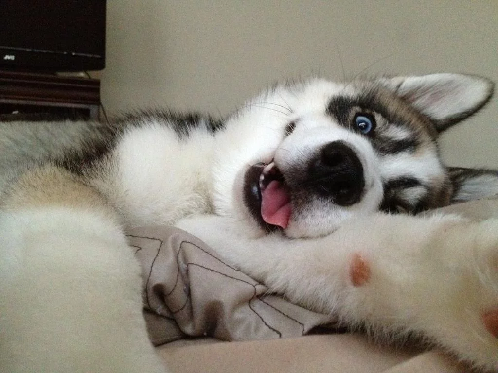 husky1.webp