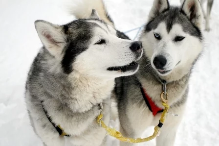 Husky_Svalbard.webp