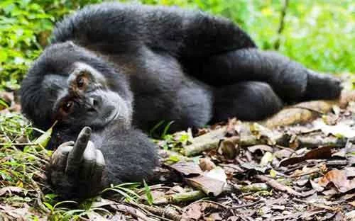 hy-awards-show-the-funny-side-of-wildlife-photos-2.webp
