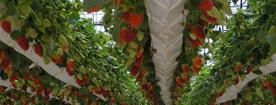 hydroponic_grown_ipm_strawberrys.webp