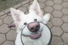 hz3R9kNxTZfh1I2XRLXjuBtlzMTz6dZgwZfNFuMjOxF2zGfndg.webp