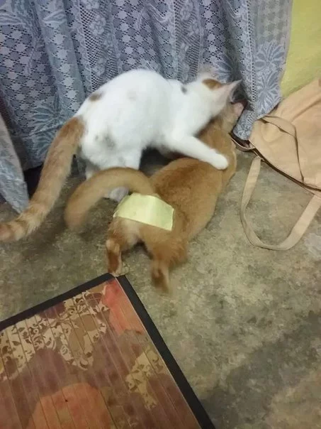 I_s6N9F7Hi8.webp