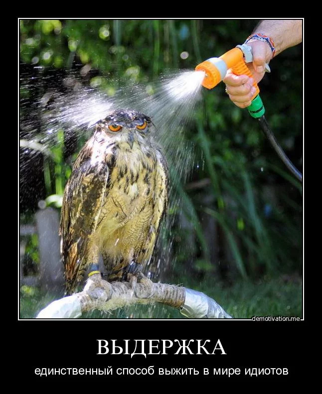 idiot-world.webp