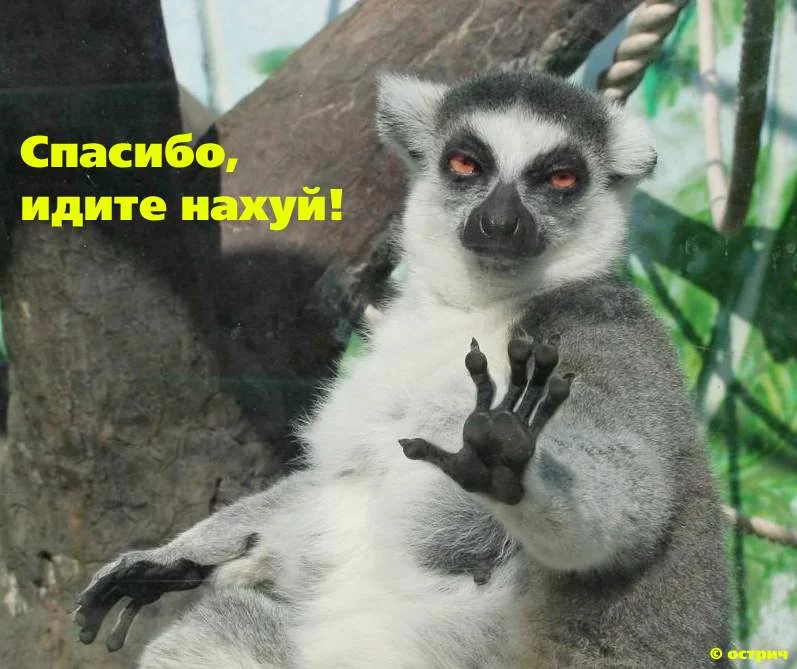 idite.webp