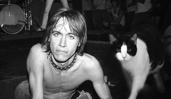 iggy-pop-cat2-580x336.webp